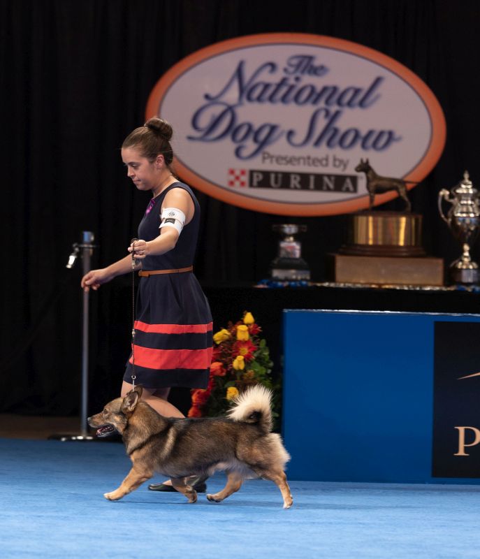 Orbit National Dog Show